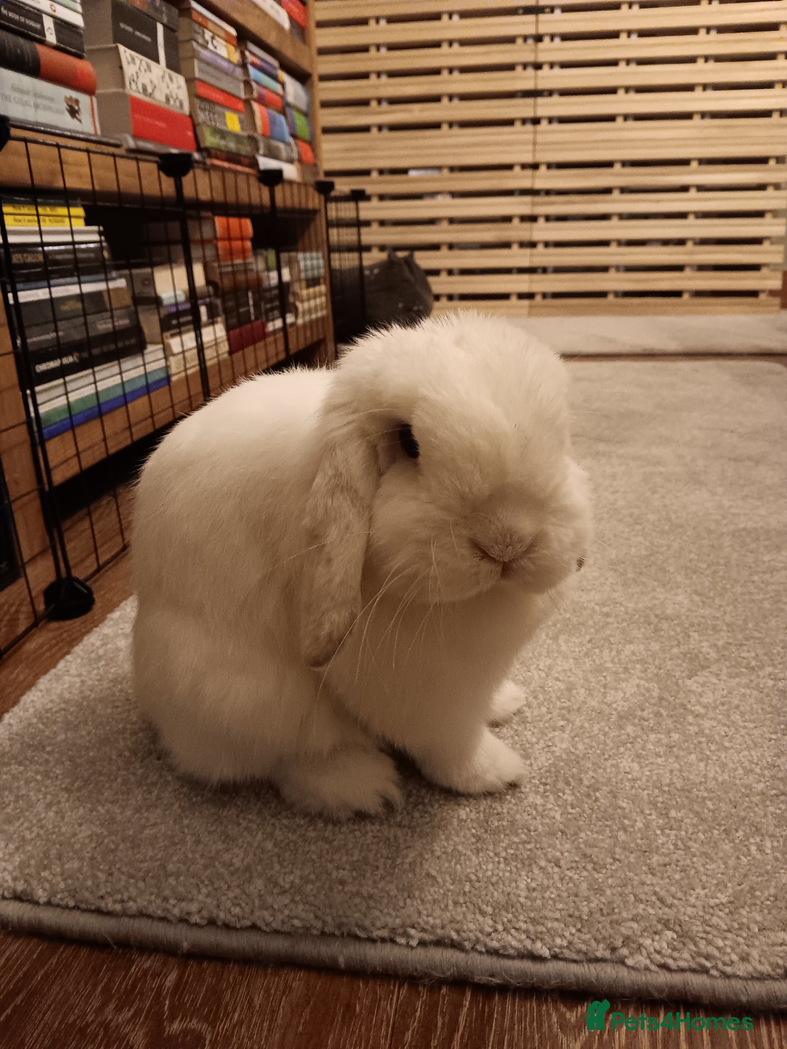 Mini Lop rabbits 2 year old female mini lop  - Advert 1