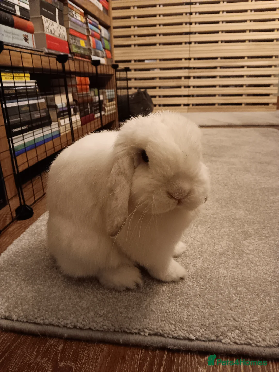 Mini Lop rabbits for sale: 2 year old female mini lop  in Woking - Advert 1