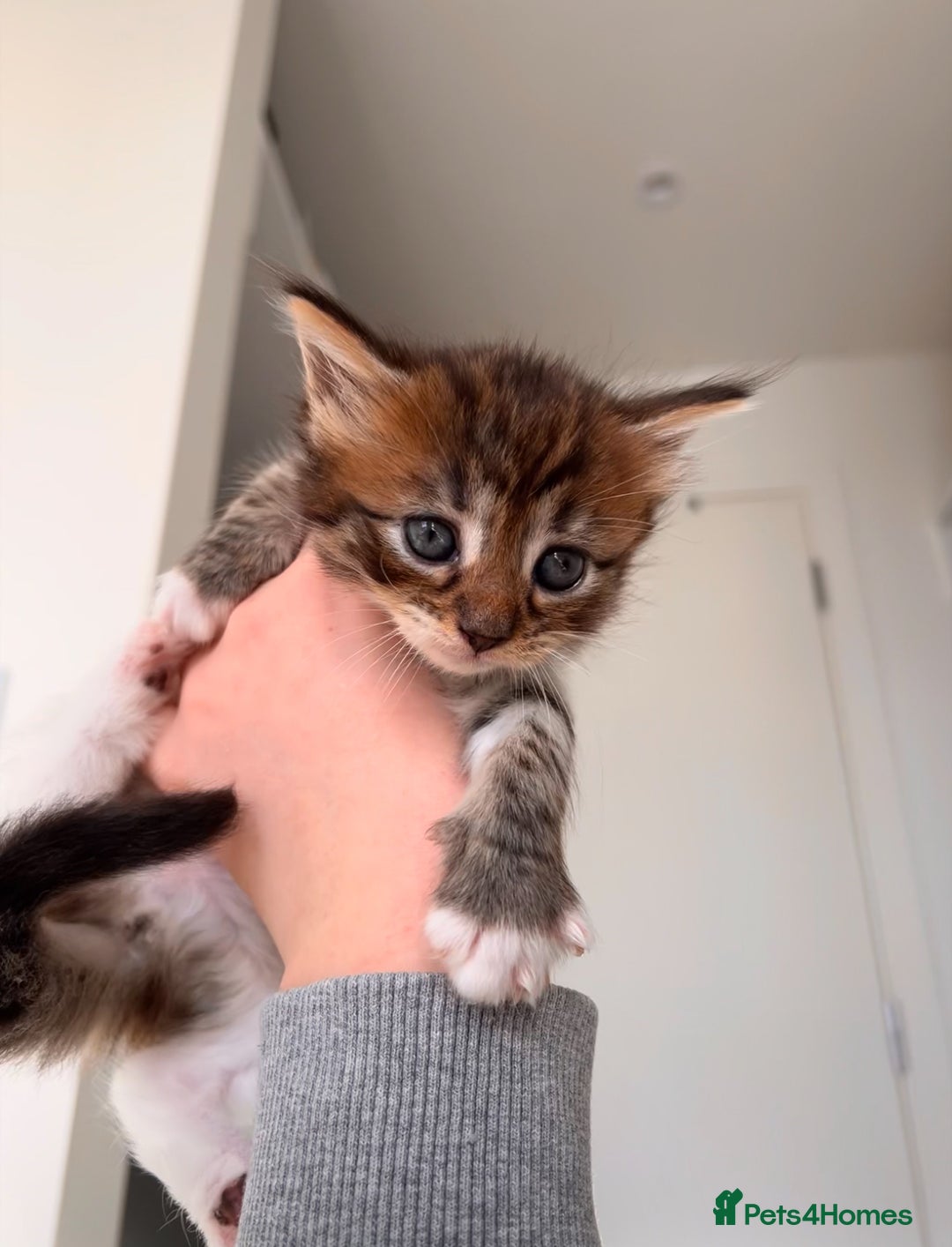 Domestic Shorthair cats for sale: Domestic Shorthair kittens  - Image 5