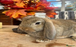 Mini Lop rabbits for sale: Friendly Mini Lops - Image 5
