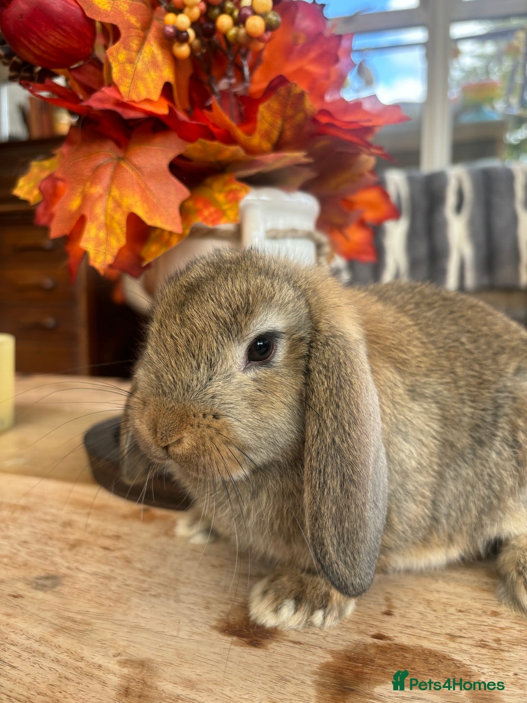 Mini Lop rabbits for sale: Friendly Mini Lops - Image 5
