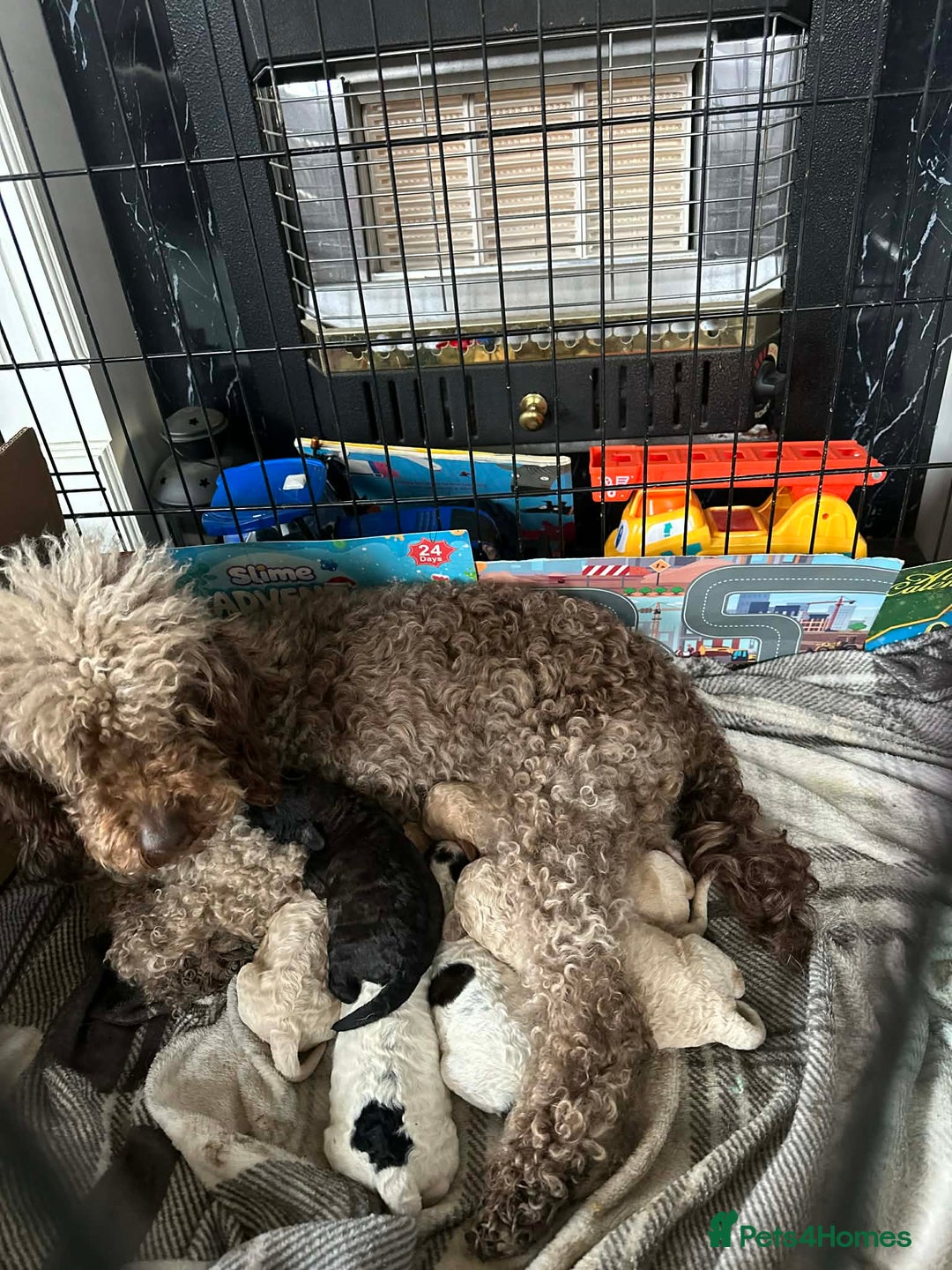 Cavapoo dogs for sale: F1b cavapoo pups extensively health tested - Advert 2