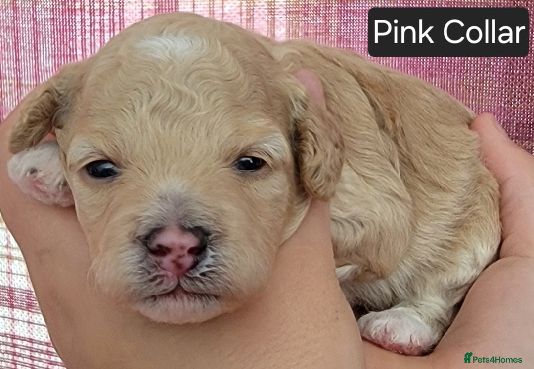 Maltipoo dogs for sale: F1b Maltipoo - Image 8