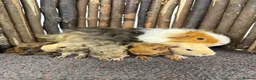 Guinea Pig rodents for sale: Gorgeous baby girls!  - Advert 2