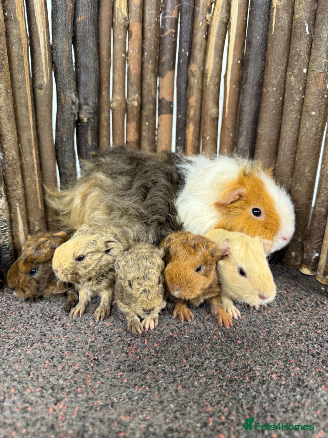 Guinea Pig rodents for sale: Gorgeous baby girls!  - Advert 2