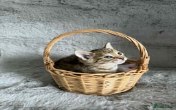 Bengal cats for sale: Stunning bengal kittens for sale to loving home - Image 23