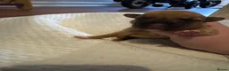 Mixed Breed dogs for sale: Dogue de Bordeaux × Mastiff Puppies - Advert 1