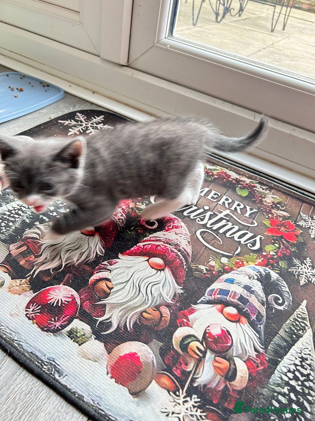 Mixed Breed cats for sale: Joyful kitten ❤️😈😆😍 - Advert 12