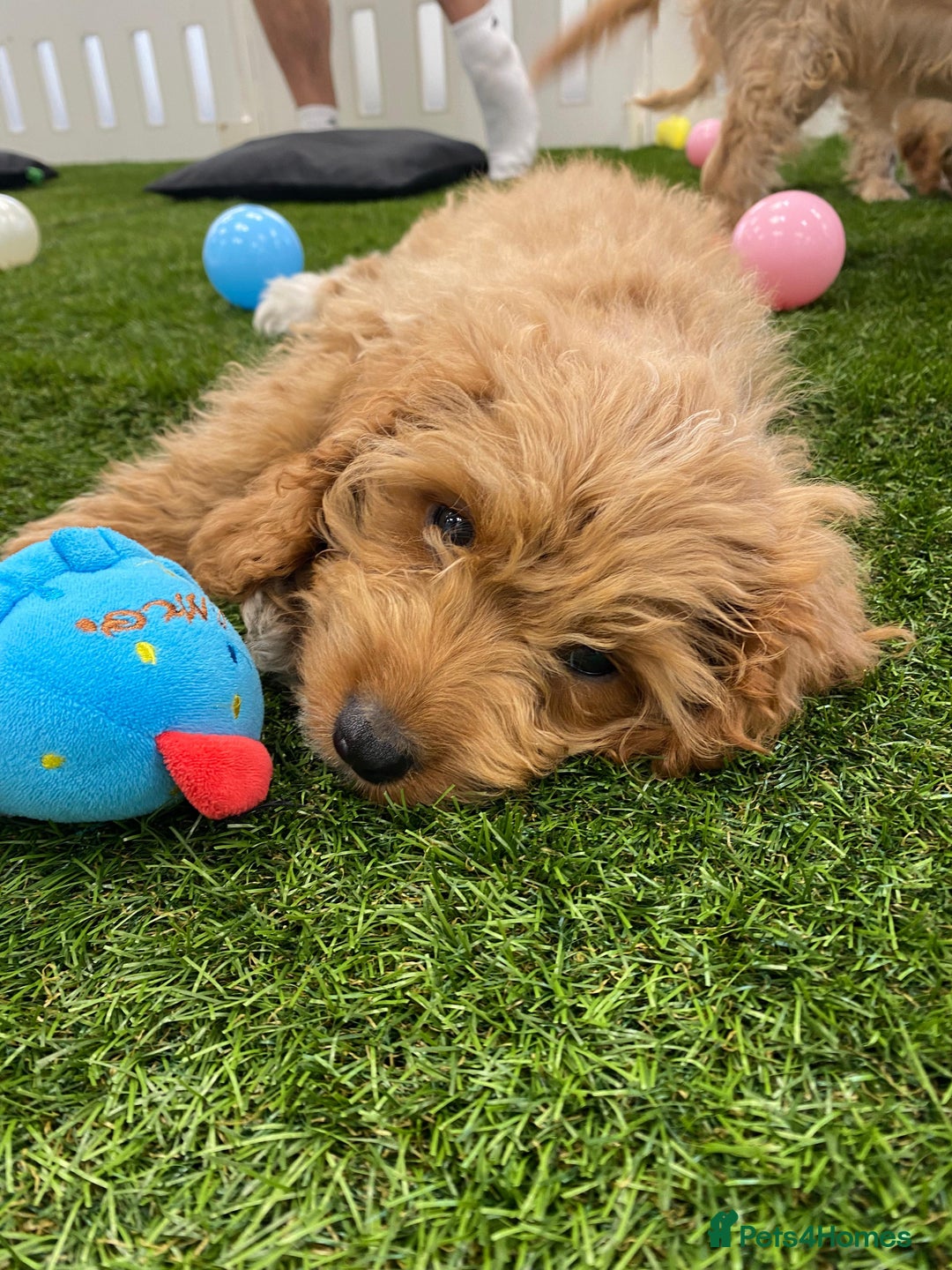 Cockapoo dogs for sale: 🐾STUNNING F1 COCKERPOOS REG BREEDER🐾 - Image 6