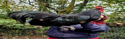 Chickens poultry for sale: Australrop Black LF hatching fertilised eggs rare - Advert 1
