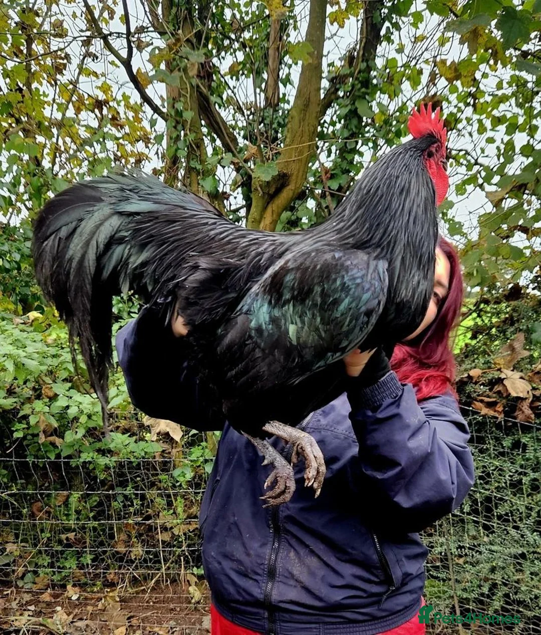 Chickens poultry for sale: Australrop Black LF hatching fertilised eggs rare - Advert 1
