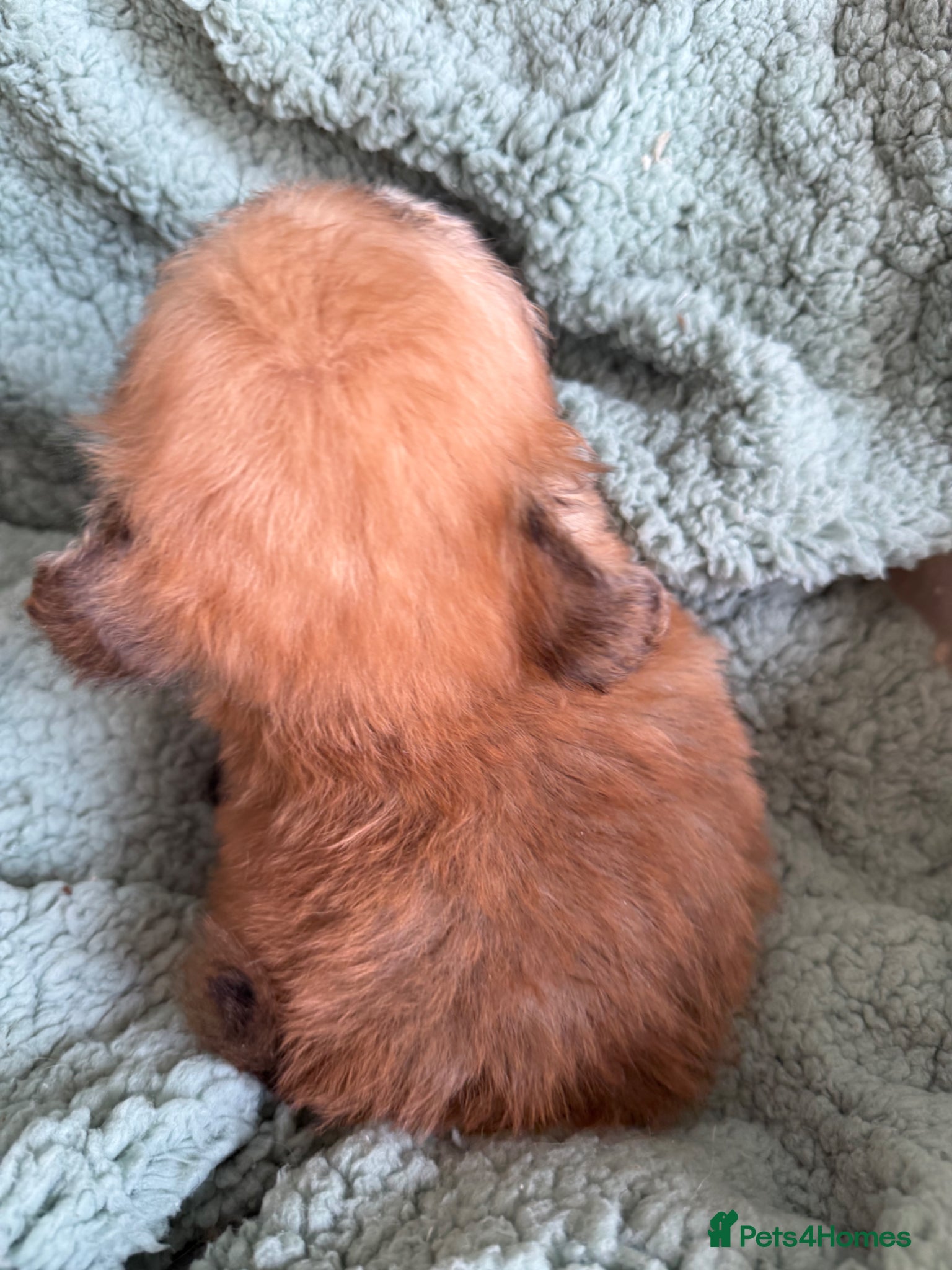 Mixed Breed dogs Rare Shirarian Pomeranian cross health checked  - Advert 2