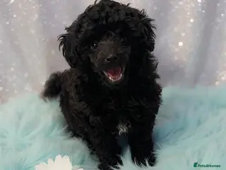 Toy Poodle dogs Toy poodle x Asian - Advert 10