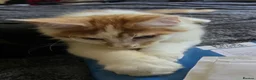 Maine Coon cats for sale: Maincoon boy  - Advert 2