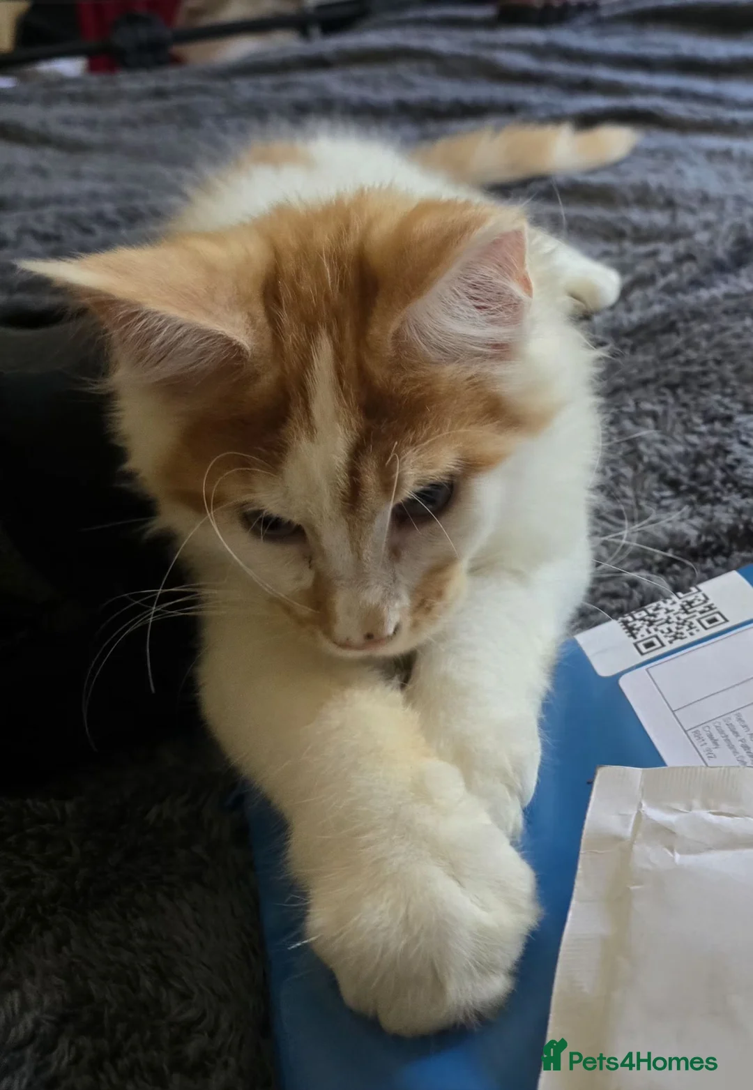 Maine Coon cats for sale: Maincoon boy  - Advert 2