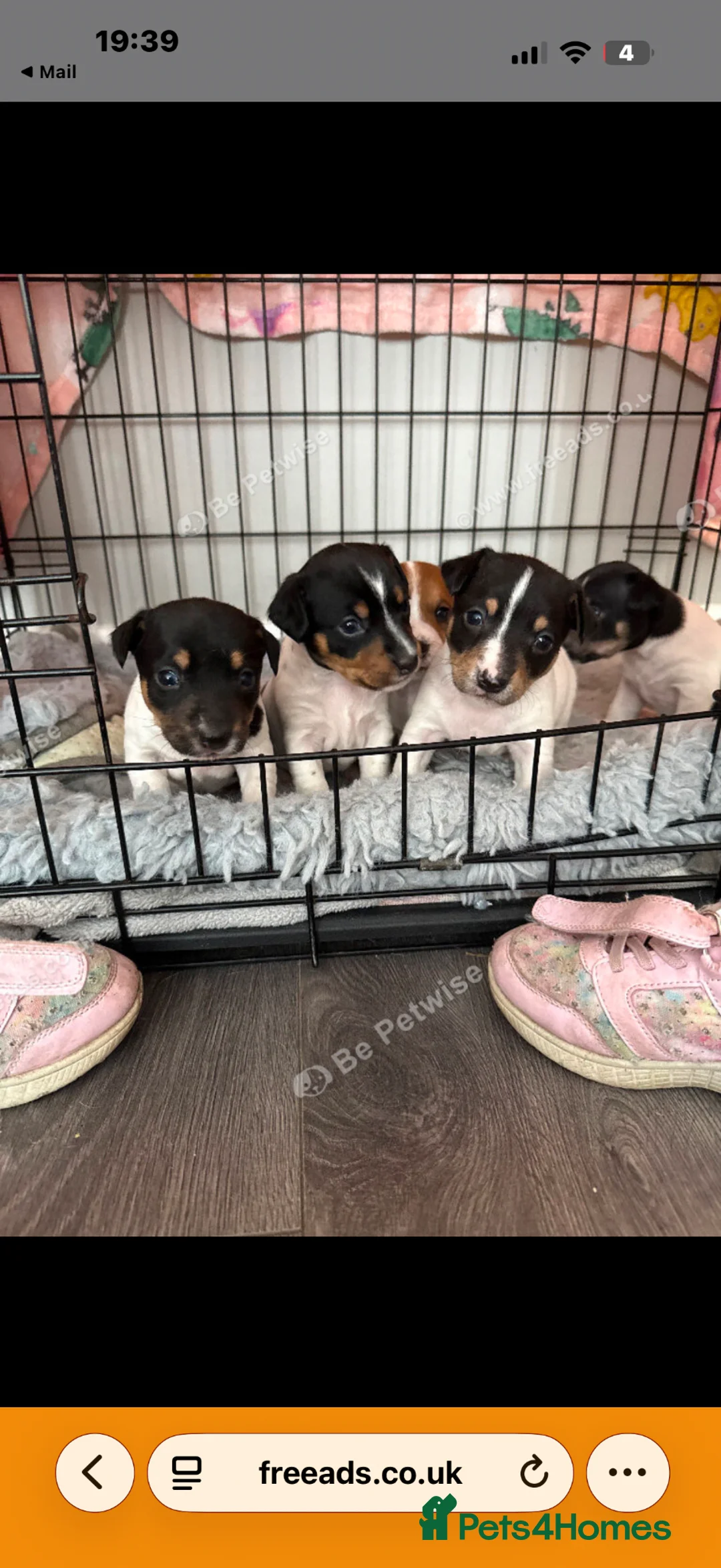 Jack Russell dogs for sale: 5 beautiful puppies  - Advert 1