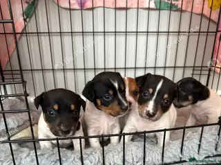 Jack Russell dogs 5 beautiful puppies - Advert 1