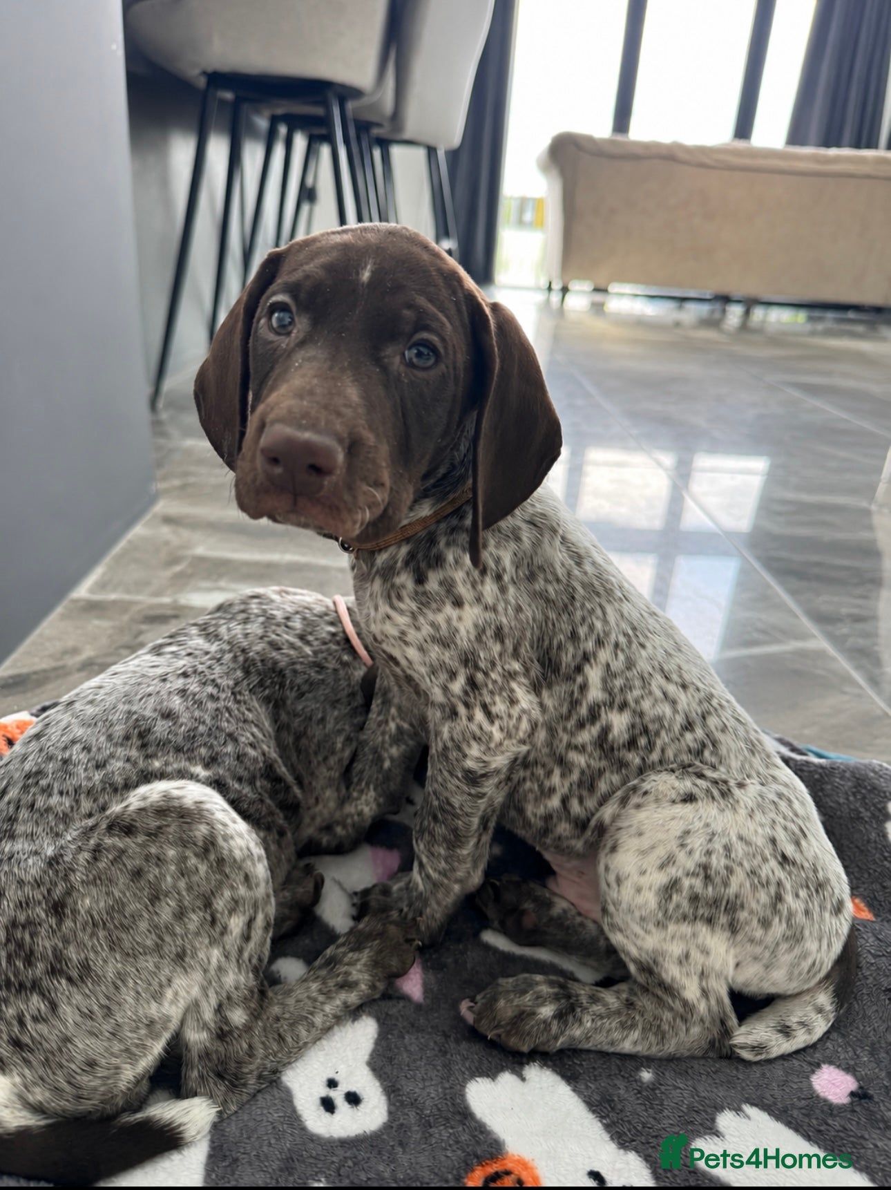 German Shorthaired Pointer dogs READY NOW!! KC Reg GSP Pup  ⭐️DEPOSIT SECURES⭐️ - Advert 3