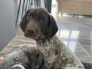 German Shorthaired Pointer dogs READY NOW!! KC Reg GSP Pup ⭐️DEPOSIT SECURES⭐️ - Advert 3