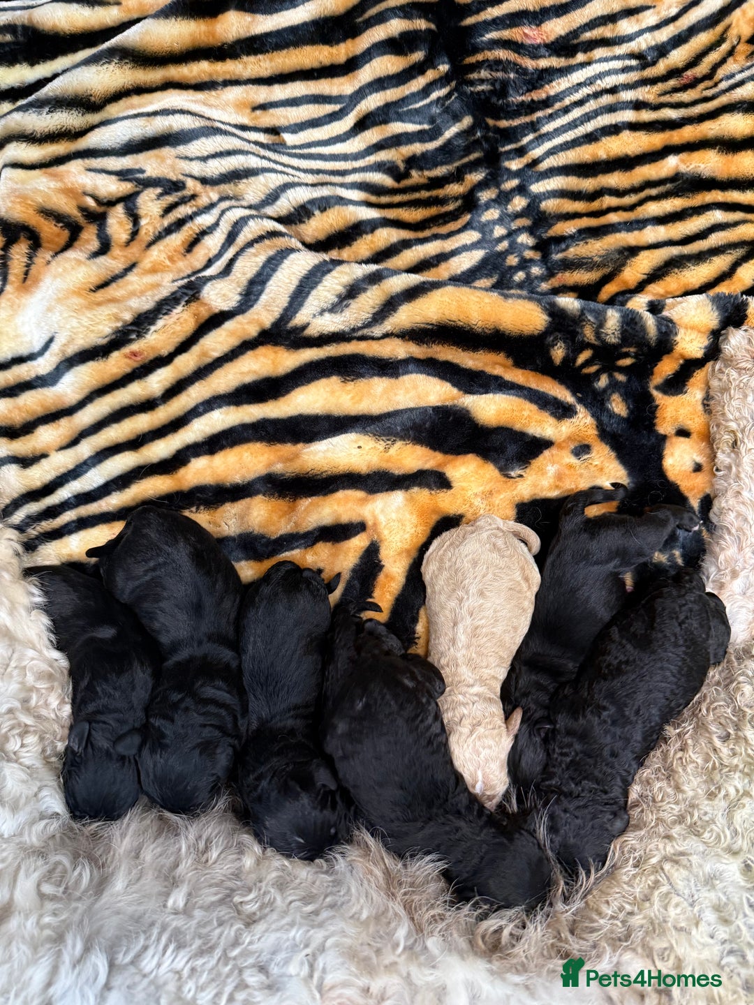 Bernedoodle dogs for sale: Bernedoodle puppies  - Image 19
