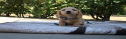 Miniature Dachshund dogs for sale: EXCEPTIONAL KC CREAM & BLACK/CREAM PUPPIES  - Advert 9