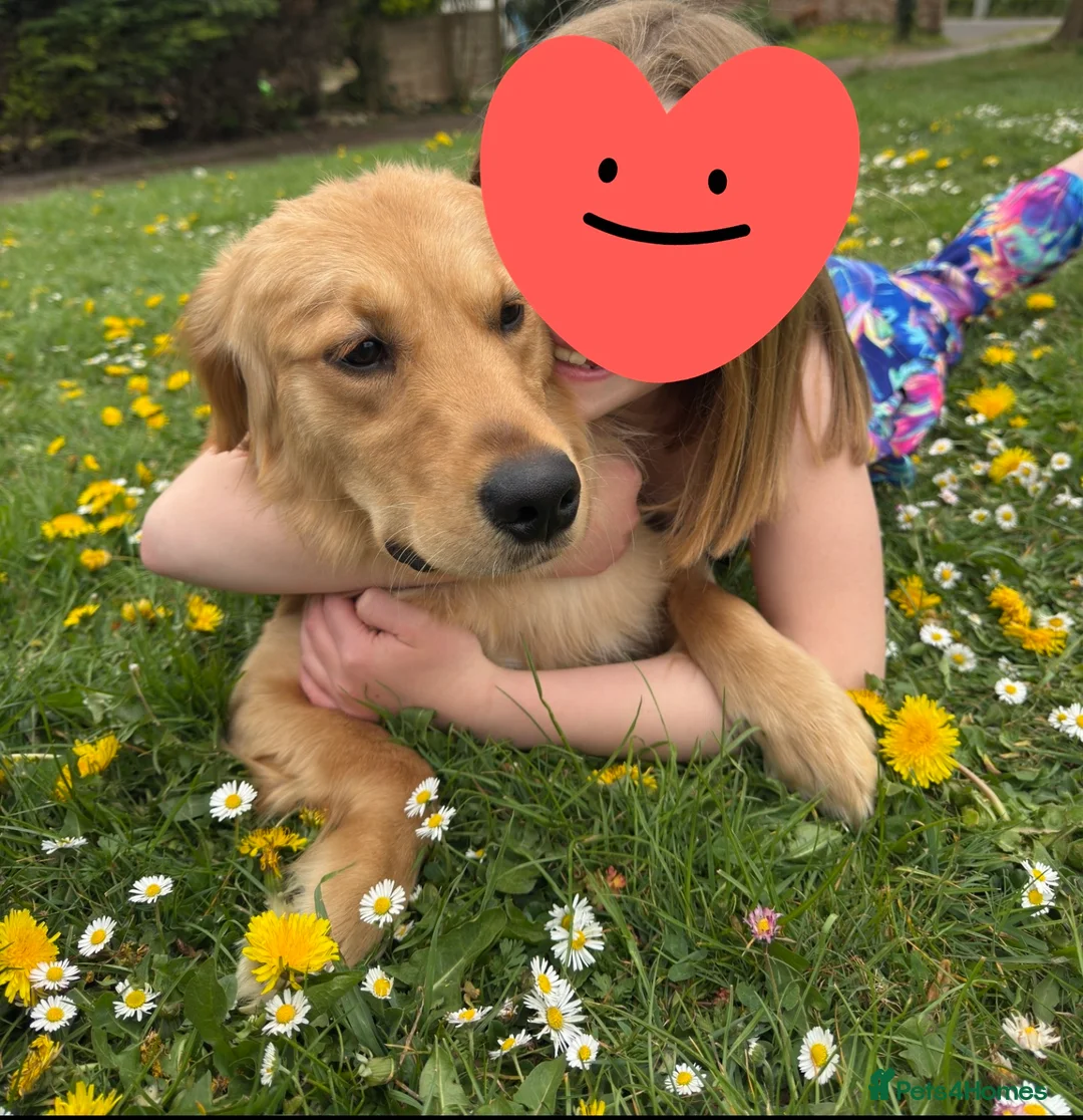 Golden Retriever dogs for sale: Loving Golden Retriever - Advert 6
