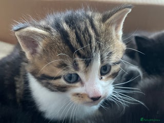 British Shorthair cats British shorthair x kittens for sale - Advert 1