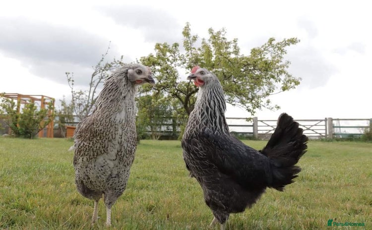 Hens poultry - Advert 2