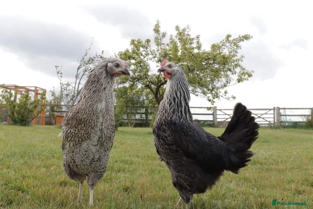 Hens poultry for sale: Point of lay hybrid hens - Image 1