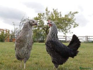 Hens poultry - Advert 3