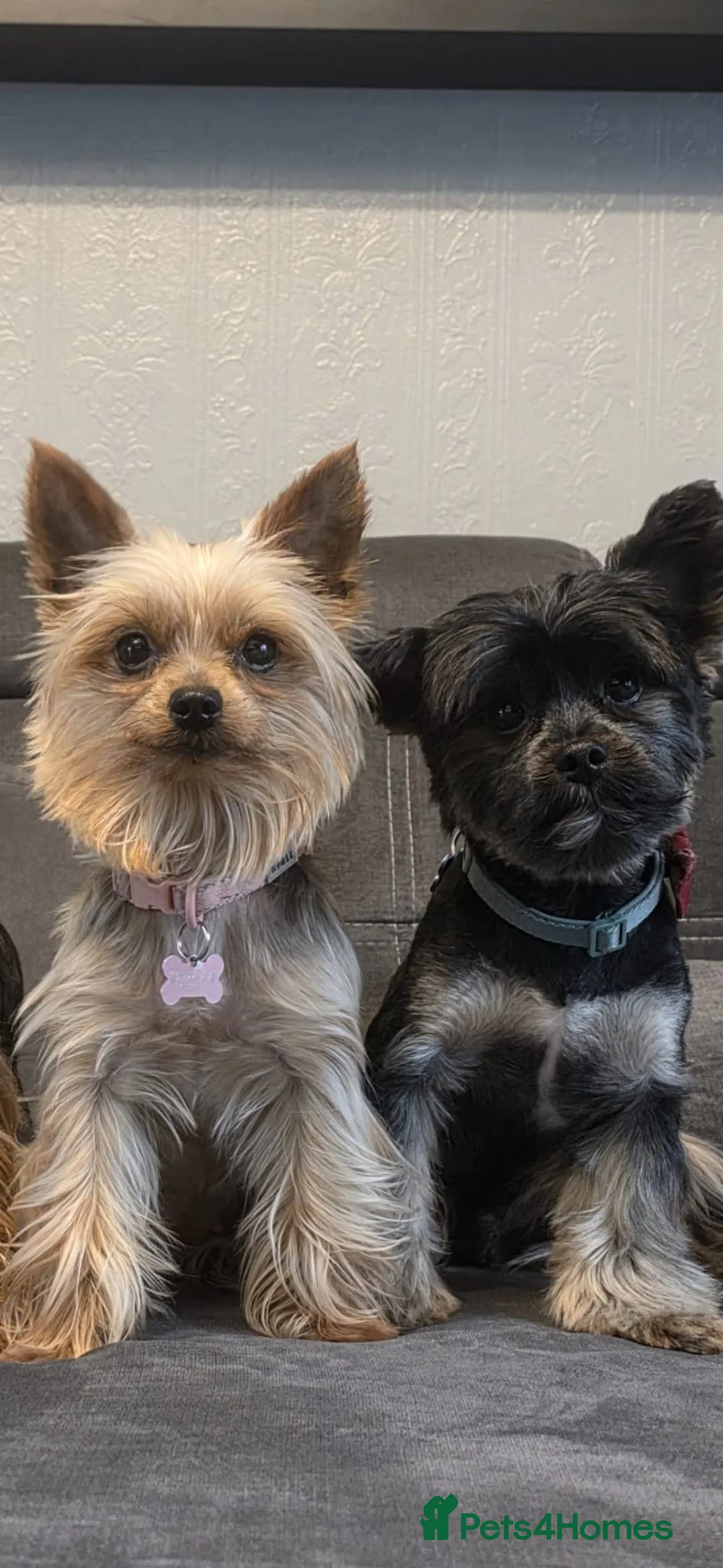 Yorkshire Terrier dogs for sale: Yorkshire Terrier Puppies Mini - Advert 1