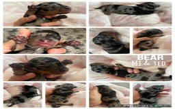 Miniature Dachshund dogs for sale: Incredible little of miniature dachshund puppies  - Image 2