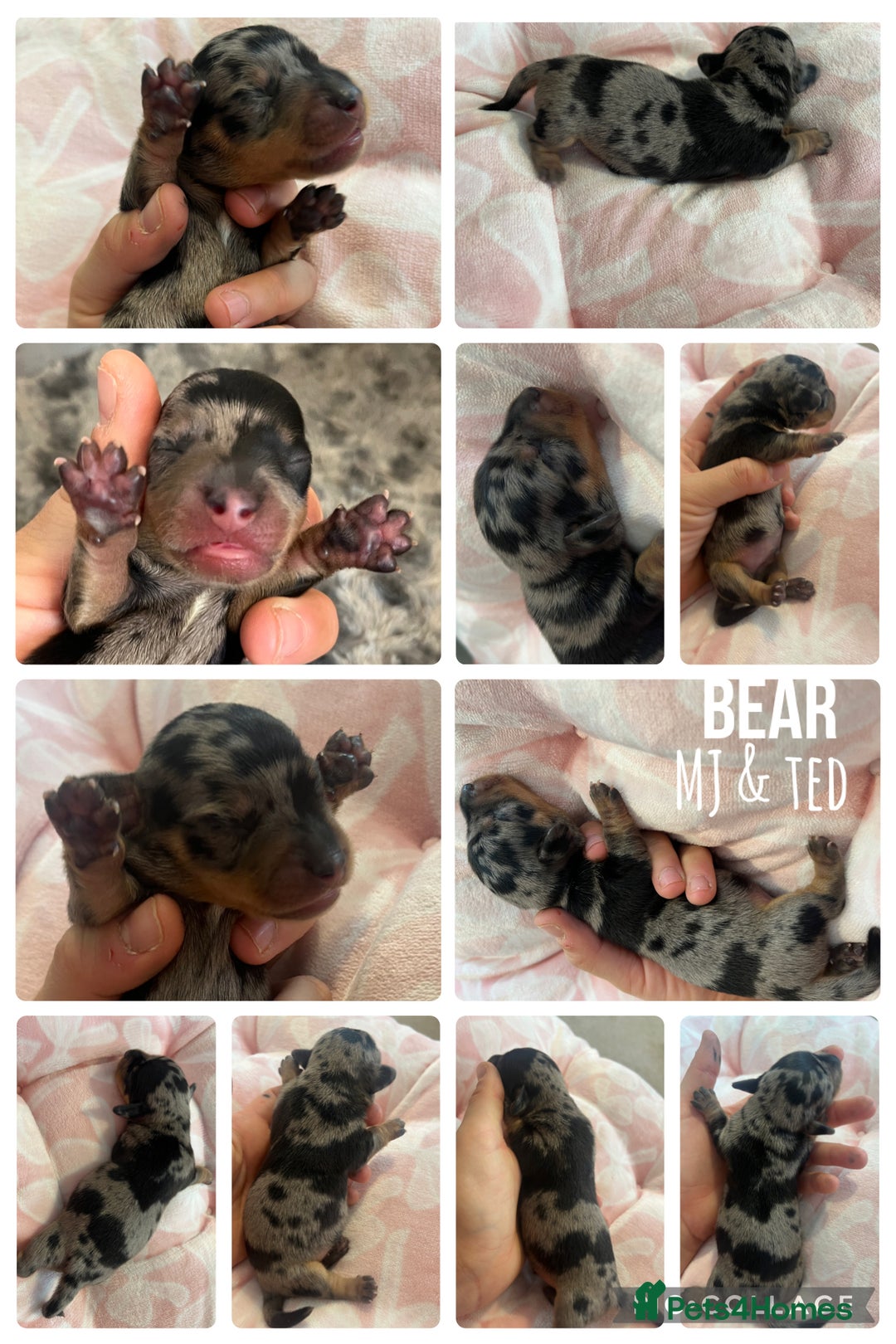 Miniature Dachshund dogs for sale: Incredible little of miniature dachshund puppies  - Image 2