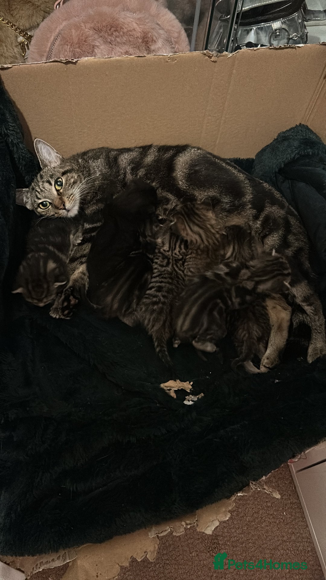 Mixed Breed cats for sale: Tabby Kittens For Sale  - Advert 1