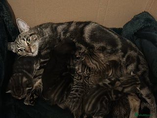 Mixed Breed cats Tabby Kittens For Sale - Advert 6