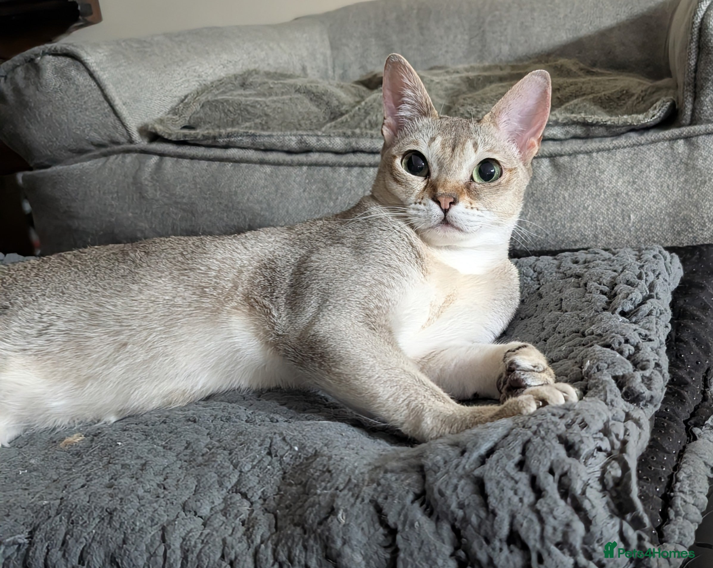 Singapura cats Singapura girl  - Advert 1