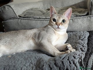 Singapura cats Singapura girl - Advert 1