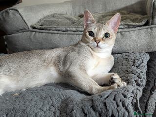 Singapura cats Singapura girl - Advert 3