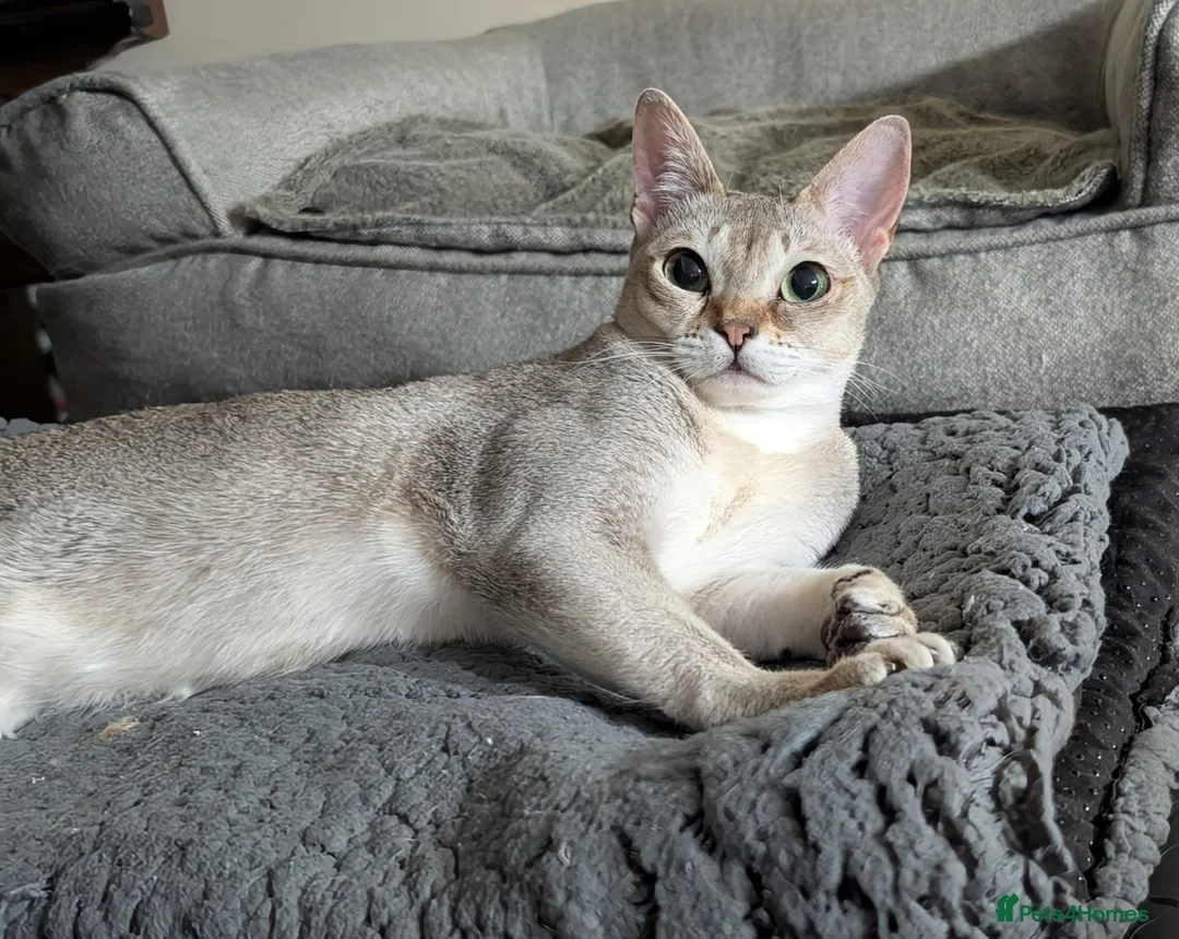 Singapura cats for sale: Singapura girl  - Advert 1