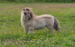 Shetland pony horses for sale: Smokey Black Dun colt - Image 1