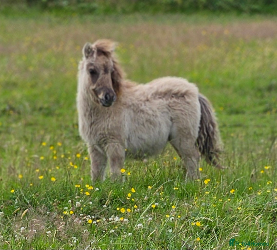 Shetland pony horses for sale: Smokey Black Dun colt - Image 1