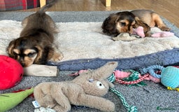 Cocker Spaniel dogs for sale: Handsome boys - Image 9