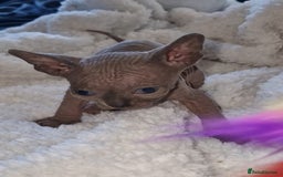 Sphynx cats for sale: Beautiful Canadian Sphynx kittens purebreed  - Image 17