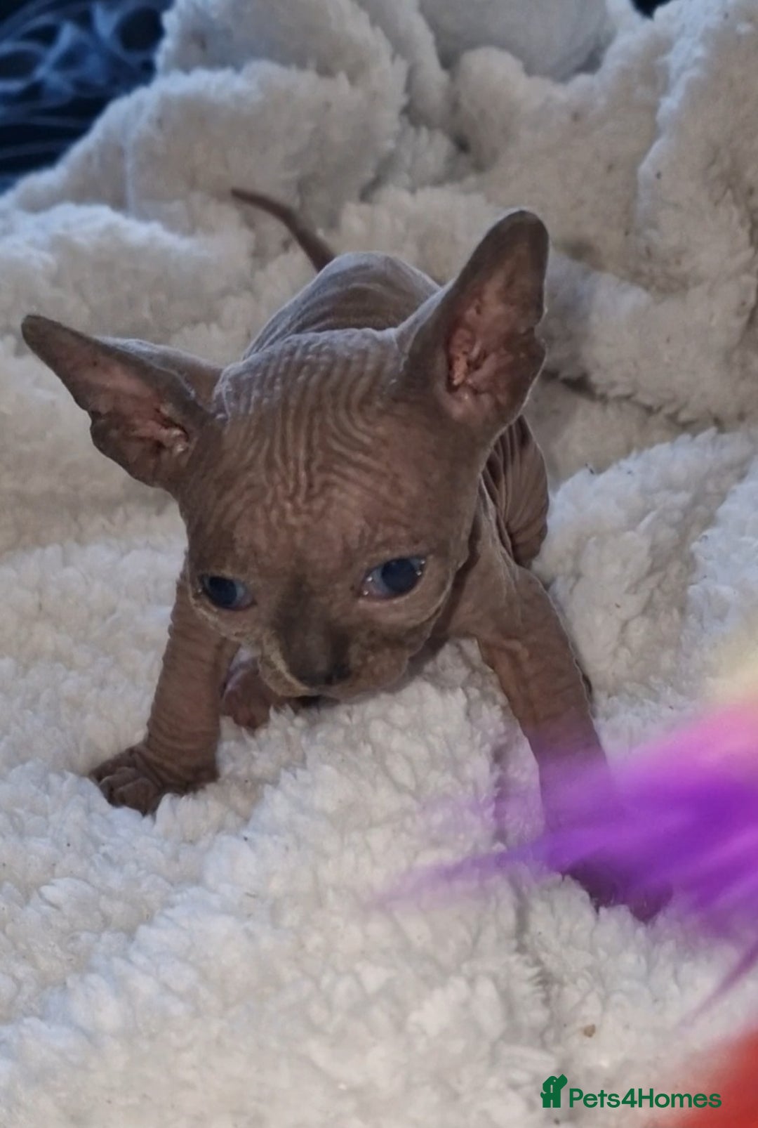 Sphynx cats for sale: Beautiful Canadian Sphynx kittens purebreed  - Image 17