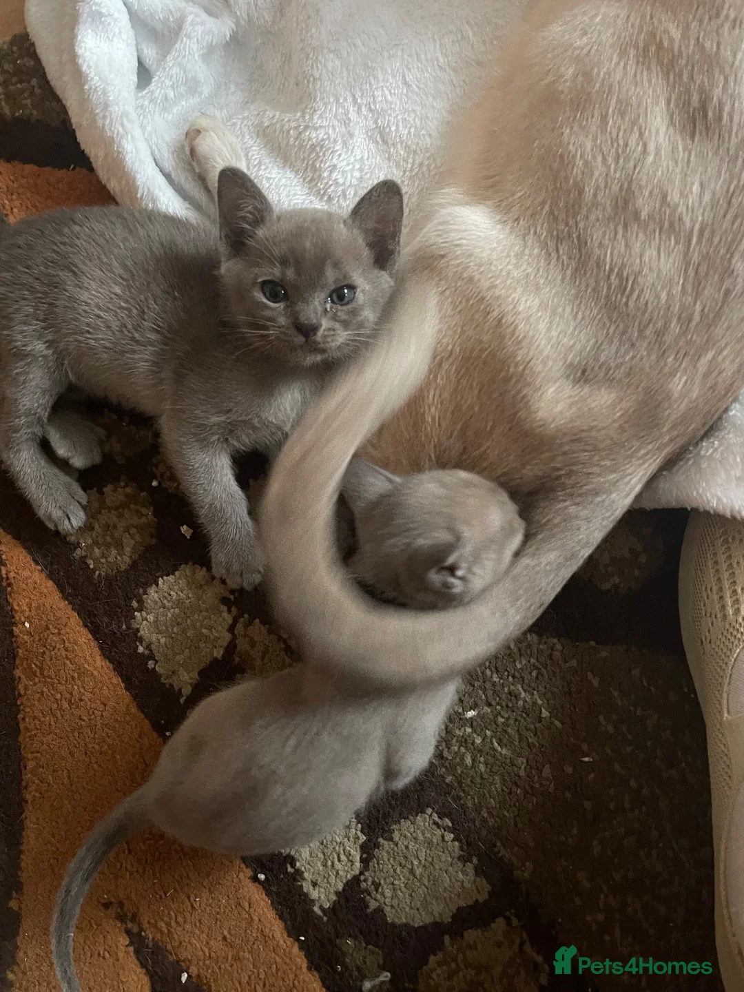 Burmese cats for sale: My little Blue darlings. G c c f  - Advert 7