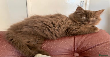 British Longhair cats - Advert 3