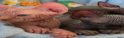 Sphynx cats for sale: ✨ Exceptional Sphynx Kittens Available ✨ - Advert 18