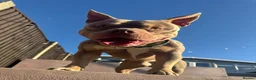 American Bully dogs for stud: 🐾 BUGZY THE AMERICAN BULLY STUD🐾 - Advert 2