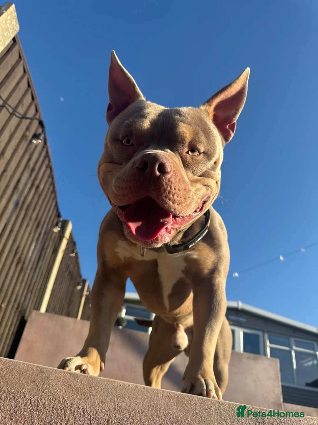 American Bully dogs for stud: 🐾 BUGZY THE AMERICAN BULLY STUD🐾 - Advert 2
