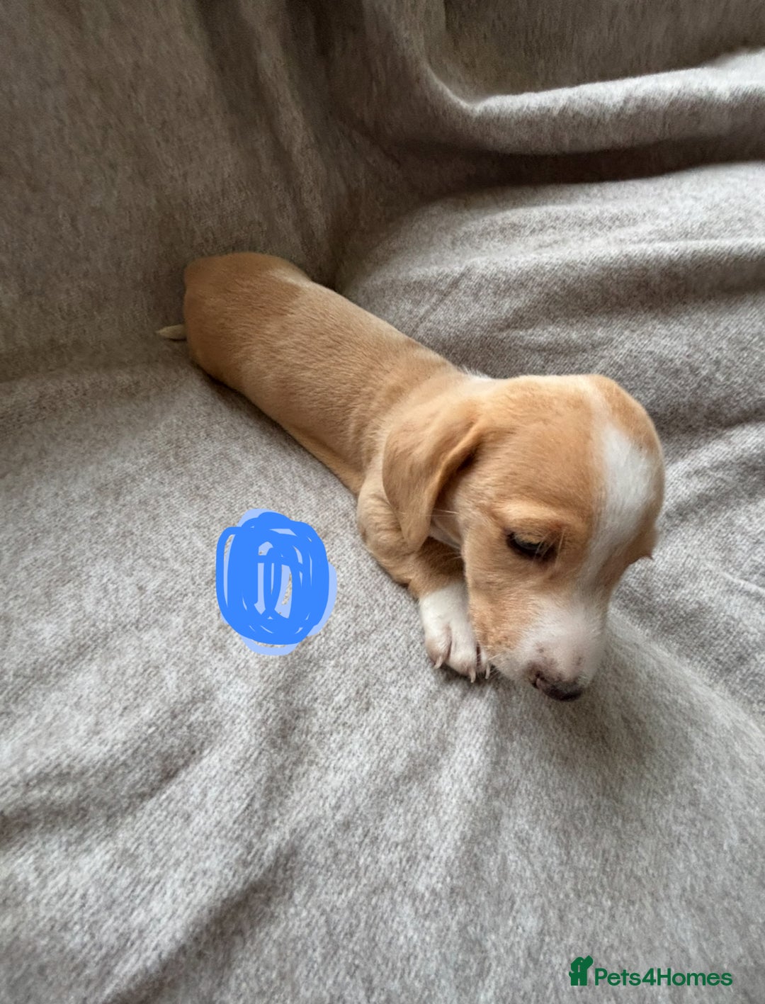 Miniature Dachshund dogs for sale: 5 beautiful miniature dachshunds for sale - Image 7
